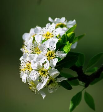 a close up of a white flower on a tree branch